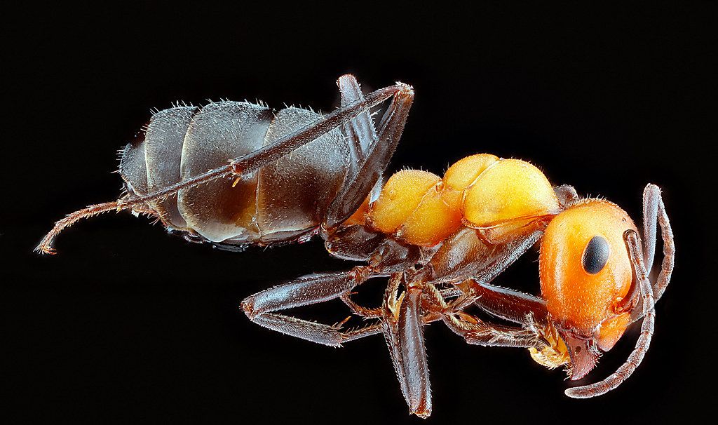 Ant Control service in Union City, CA