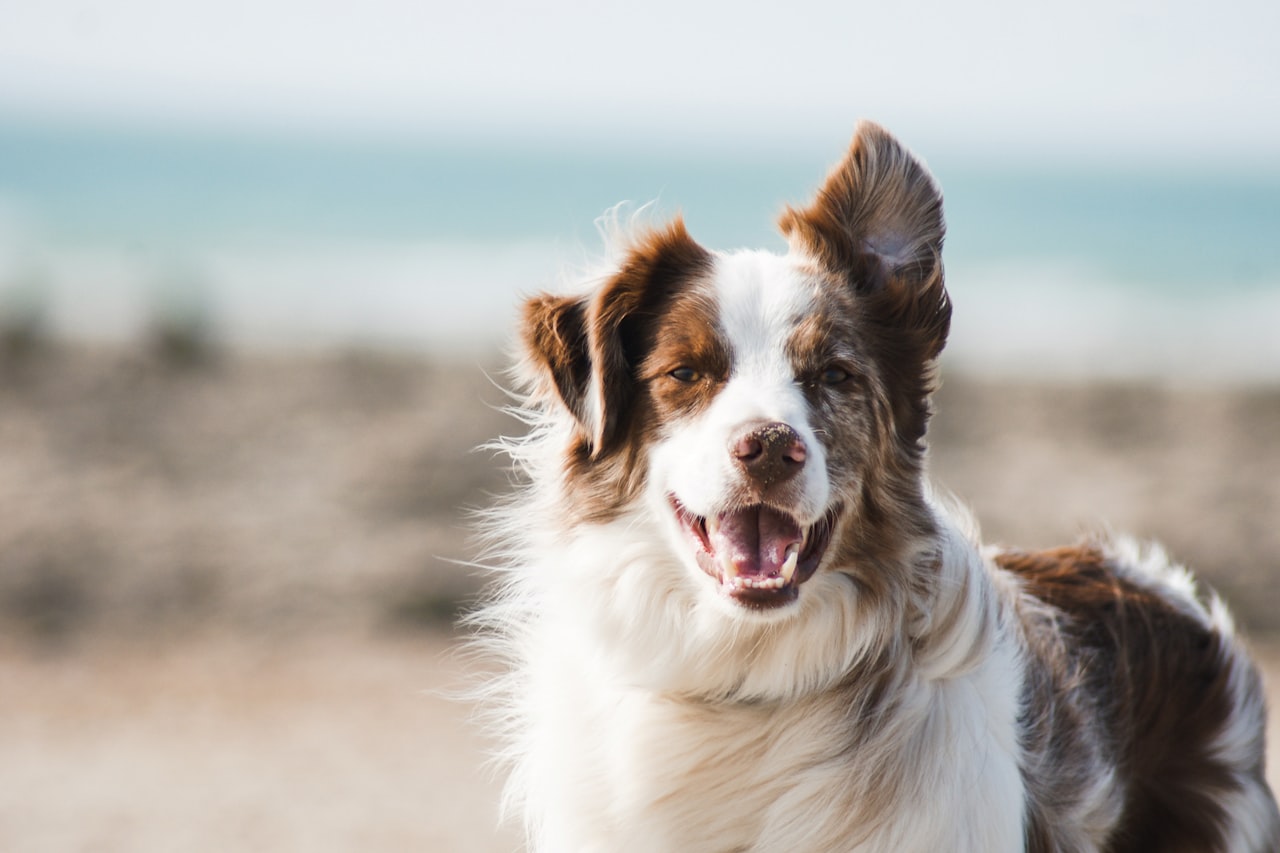 Flea & Tick Control service in Union City, CA