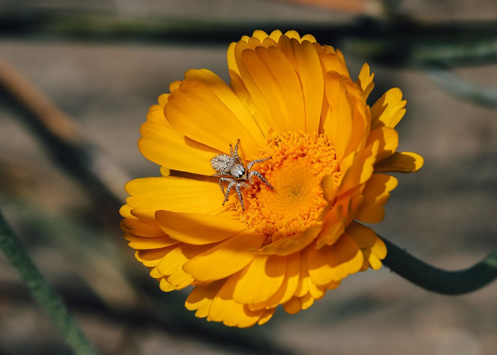 Spider Control service in Union City, CA